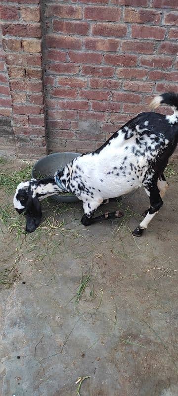 bakri or ek bacha male h age 5 months 2