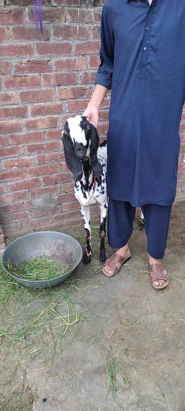 bakri or ek bacha male h age 5 months 3