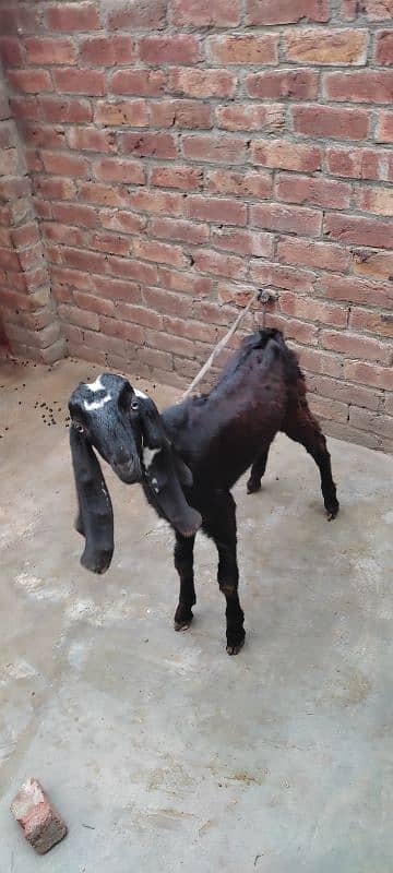 bakri or ek bacha male h age 5 months 4