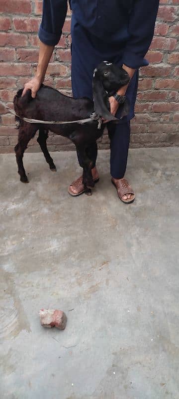 bakri or ek bacha male h age 5 months 6