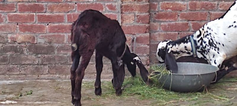 bakri or ek bacha male h age 5 months 8