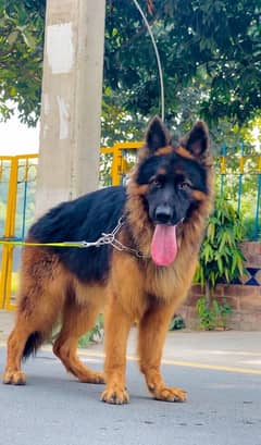 German shepherd pink pedgree 03234696626