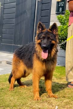 German shepherd pink pedgree 03234696626