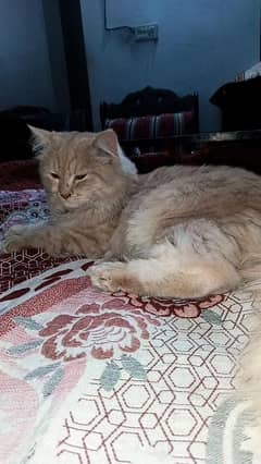 pure Persian cat for sale