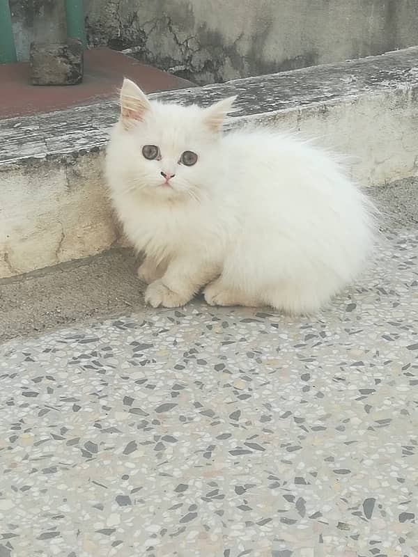 Persian Kittens 2