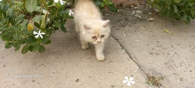 Two male kittens regdoll cross breed