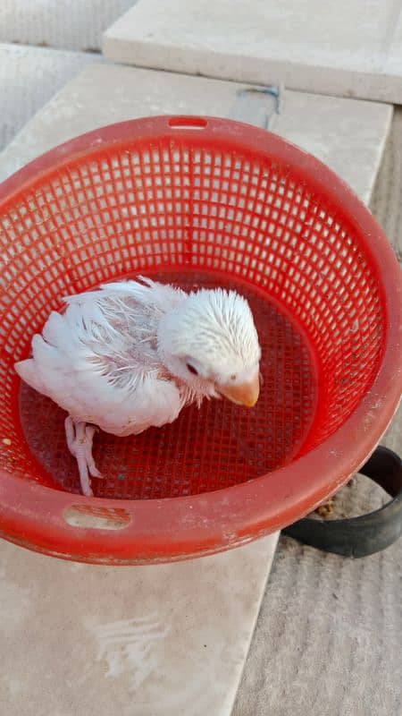 albino chicks available for hand tame purposes. 0