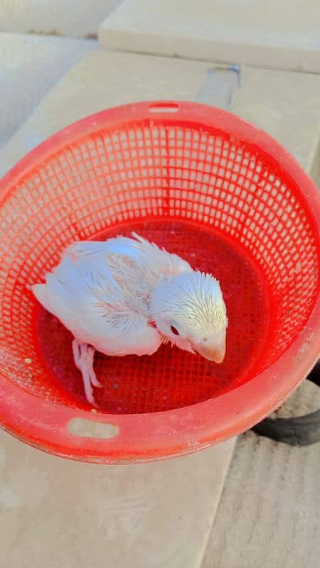 albino chicks available for hand tame purposes. 1