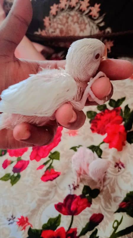 albino chicks available for hand tame purposes. 3