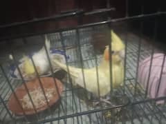 Breeder Pair Cockatiel / 01 Clutch Received / Ages Confirmed