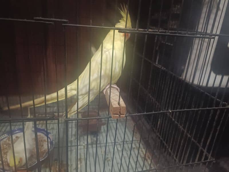 Breeder Pair Cockatiel / 01 Clutch Received / Ages Confirmed 1