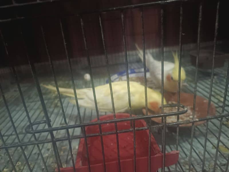 Breeder Pair Cockatiel / 01 Clutch Received / Ages Confirmed 2