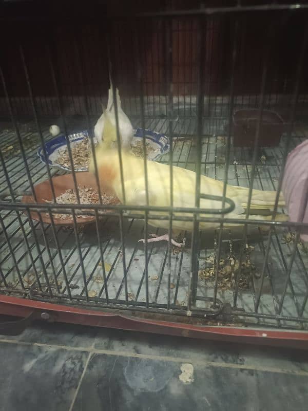 Breeder Pair Cockatiel / 01 Clutch Received / Ages Confirmed 3