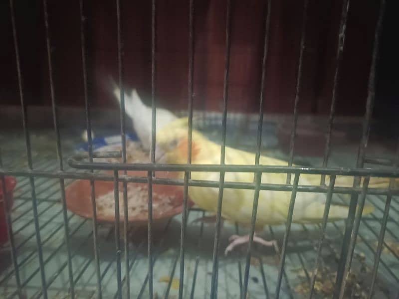 Breeder Pair Cockatiel / 01 Clutch Received / Ages Confirmed 4