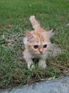 Ginger Tabby Male