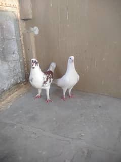 king modina pigeons