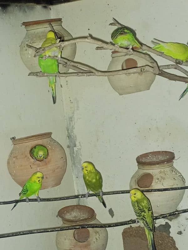 budgie parrots for sale 3