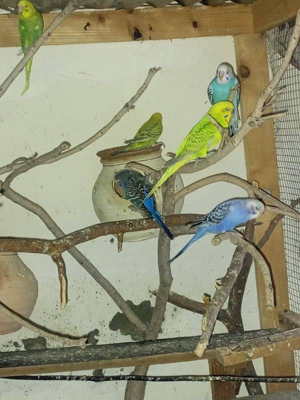 budgie parrots for sale 4