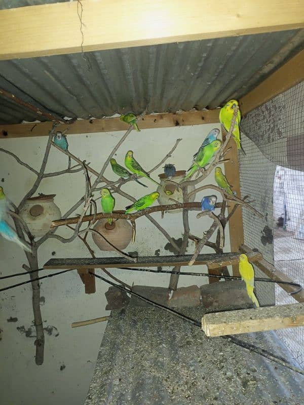 budgie parrots for sale 5