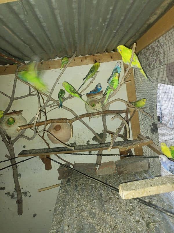 budgie parrots for sale 6