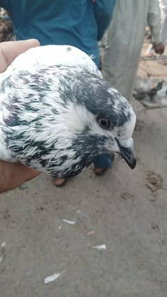 Sialkoti kabutar Sialkoti pigeon 0