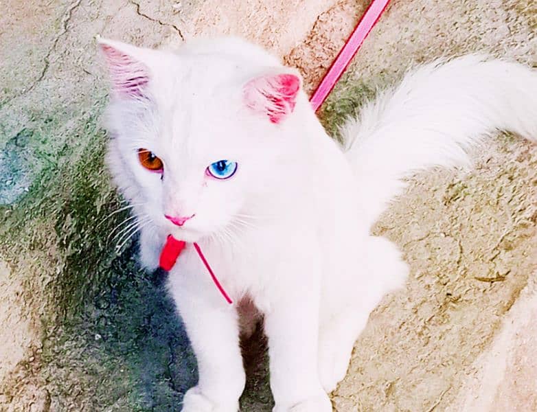 Persian cat / persian kittens double coat / cat for sale 0