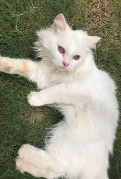 Male White Cat With Brown Eyes