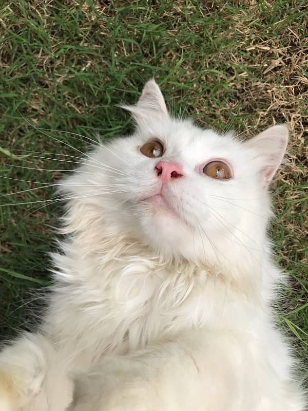 Male White Cat With Brown Eyes 1