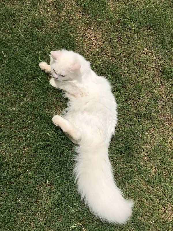 Male White Cat With Brown Eyes 2