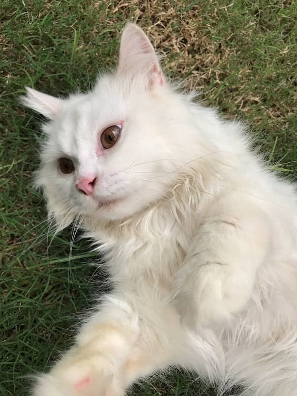 Male White Cat With Brown Eyes 3