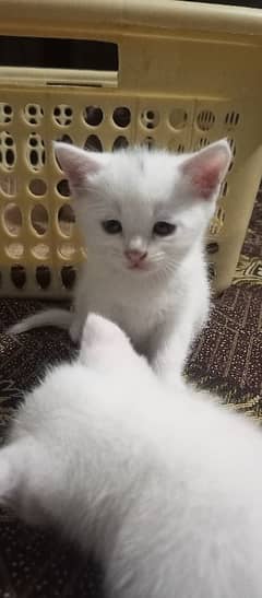 CUTE WHITE KITTENS FOR SALE!! with blue eyes