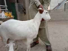 gulabi tedi, kamori bakri, breader