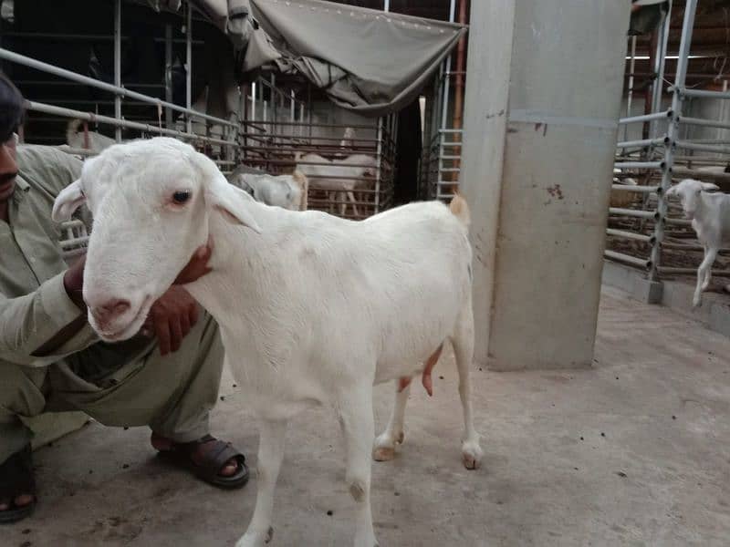 gulabi tedi, kamori bakri, breader 1