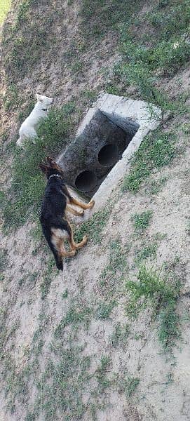 Urgent sale GSD Female n shitzu female 0