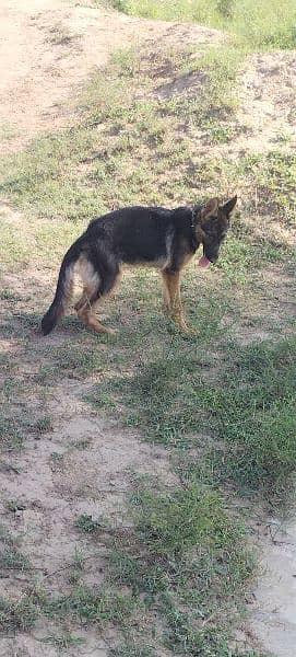 Urgent sale GSD Female n shitzu female 1