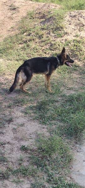 Urgent sale GSD Female n shitzu female 2