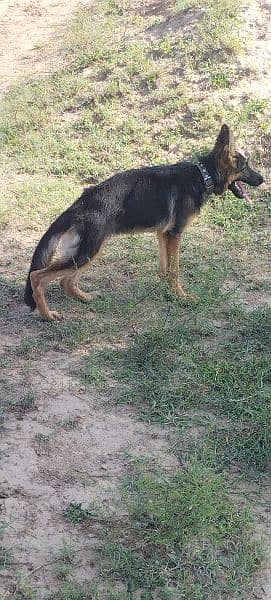 Urgent sale GSD Female n shitzu female 3