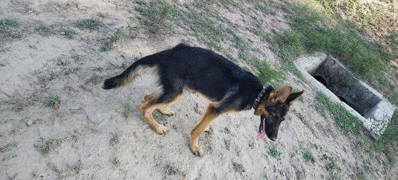 Urgent sale GSD Female n shitzu female 7