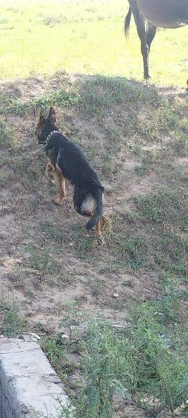 Urgent sale GSD Female n shitzu female 8