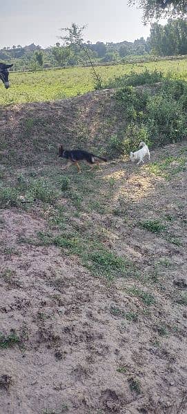 Urgent sale GSD Female n shitzu female 9