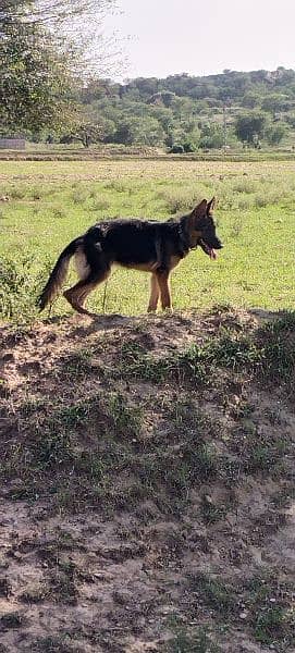 Urgent sale GSD Female n shitzu female 11