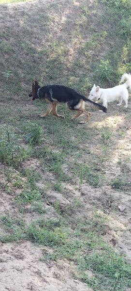 Urgent sale GSD Female n shitzu female 14