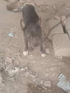 pitbull for sell