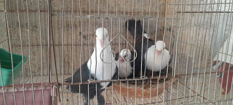 karbalai pigeon. German  beauty pigeon. nd duck for sale 0