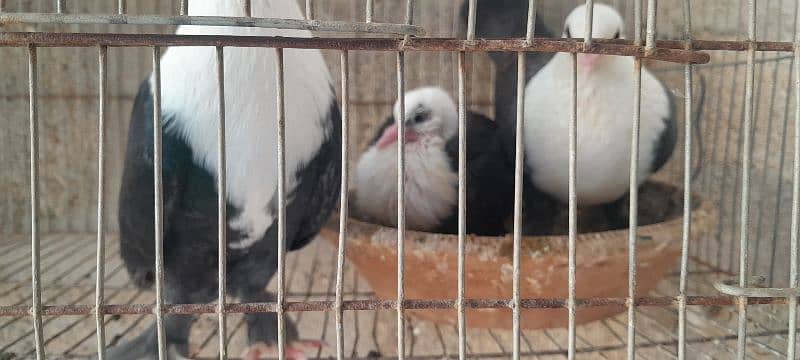 karbalai pigeon. German  beauty pigeon. nd duck for sale 1