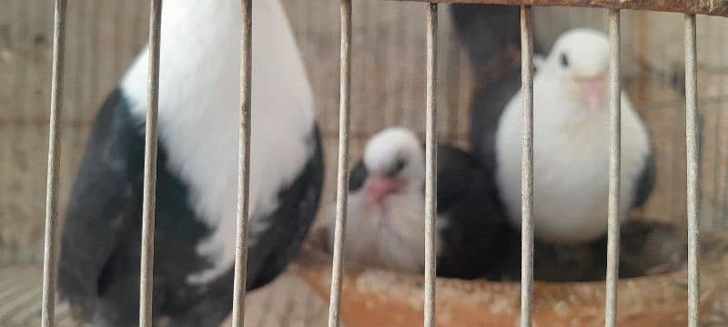 karbalai pigeon. German  beauty pigeon. nd duck for sale 2