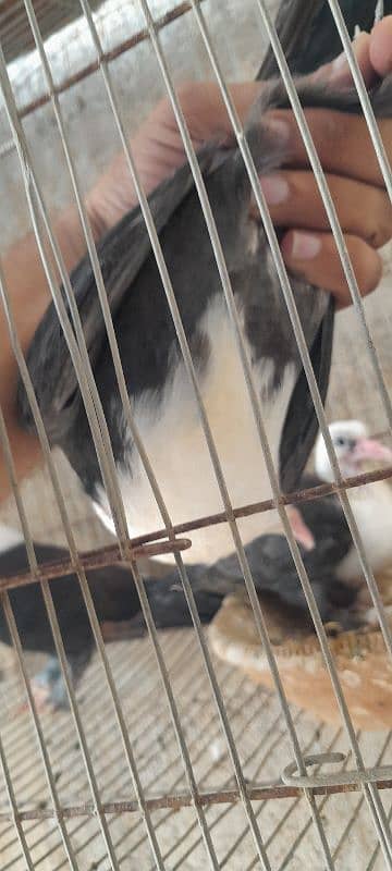 karbalai pigeon. German  beauty pigeon. nd duck for sale 3