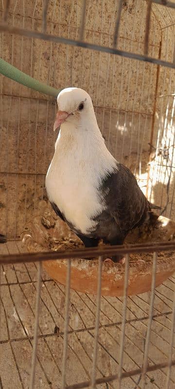 karbalai pigeon. German  beauty pigeon. nd duck for sale 4