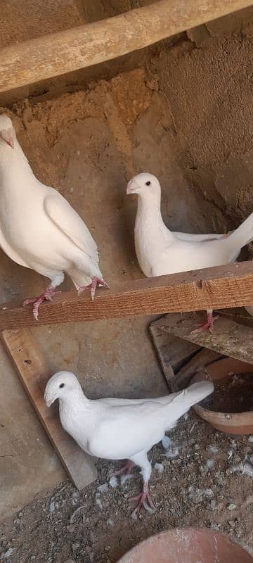 karbalai pigeon. German  beauty pigeon. nd duck for sale 5