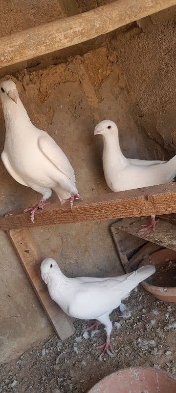 karbalai pigeon. German  beauty pigeon. nd duck for sale 6